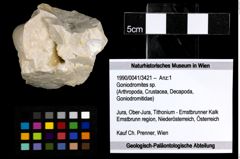 Foto (Objekt + Etiketten) von Goniodromites sp. 